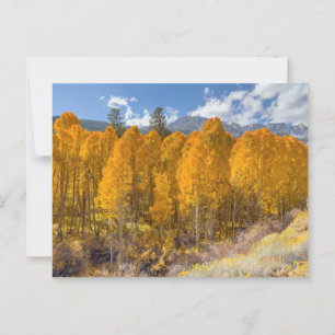 Bergaspenwald in Herbstfarben Postkarte