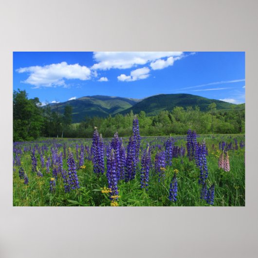 Berge Adams und Lupinen Poster (Vorne)