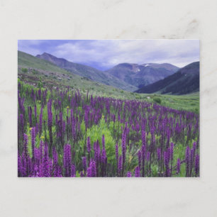 Berge und Wildblumen auf Almwiese, 2 Postkarte
