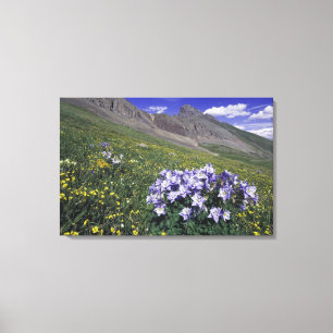 Berge und Wildblumen auf Almwiese, Blau Leinwanddruck