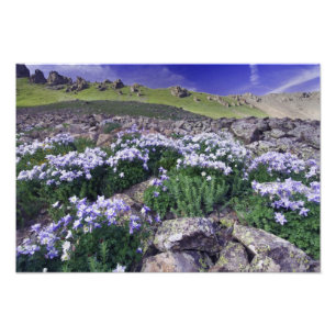 Berge und Wildblumen auf Almwiese, Fotodruck