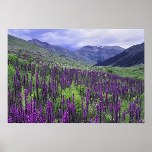 Berge und Wildblumen auf der Alp, 2 Poster (Vorne)