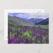 Berge und Wildblumen auf der Alp, 2 Postkarte (Vorne/Hinten)