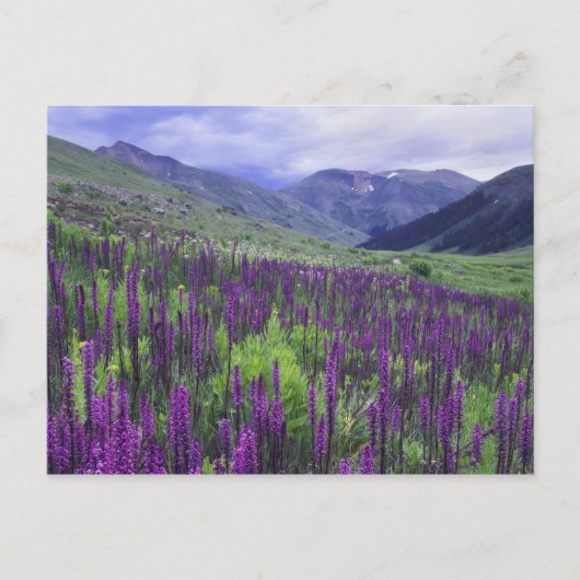 Berge und Wildblumen auf der Alp, 2 Postkarte (Vorderseite)