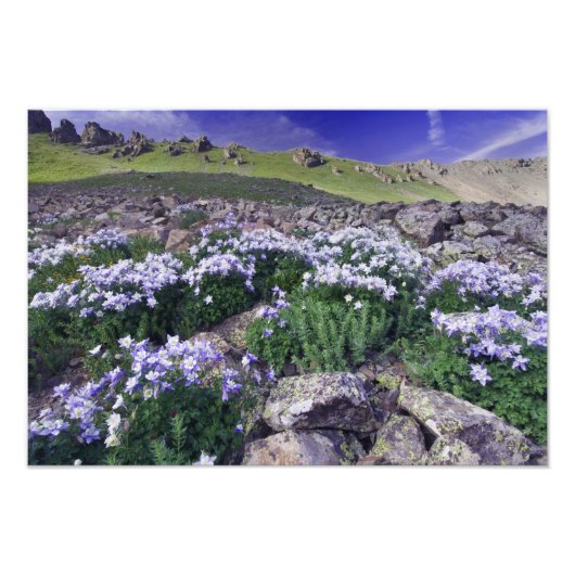 Berge und Wildblumen auf der Alp-Wiese, Fotodruck (Vorne)