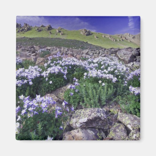 Berge und Wildblumen auf der Alp-Wiese, Magnet (Vorne)