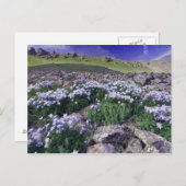 Berge und Wildblumen auf der Alp-Wiese, Postkarte (Vorne/Hinten)