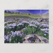 Berge und Wildblumen auf der Alp-Wiese, Postkarte (Vorderseite)