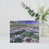 Berge und Wildblumen auf der Alp-Wiese, Postkarte (Stehend Vorderseite)