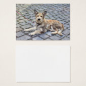 Berger de Picardie (Vorne & Hinten)