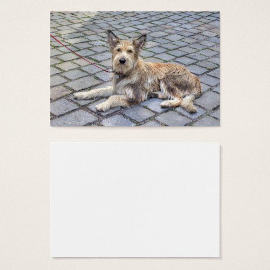 Berger de Picardie (Vorne & Hinten)