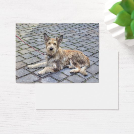 Berger de Picardie (Schreibtisch)