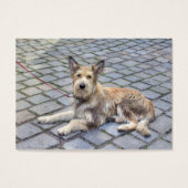 Berger de Picardie (Vorderseite)