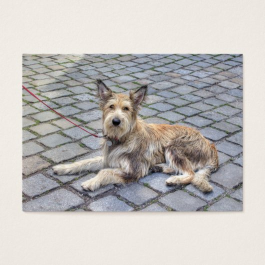 Berger de Picardie (Vorderseite)