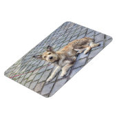 Berger de Picardie Magnet (Linke Seite)