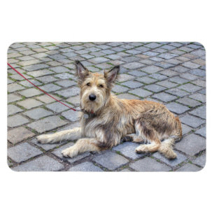 Berger de Picardie Magnet