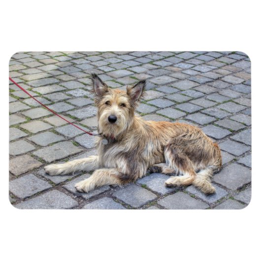 Berger de Picardie Magnet (Horizontal)