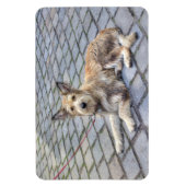 Berger de Picardie Magnet (Vertikal)