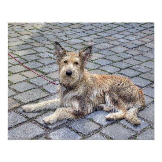 Berger de Picardie Poster (Vorderseite)