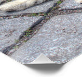 Berger de Picardie Poster (Ecke)