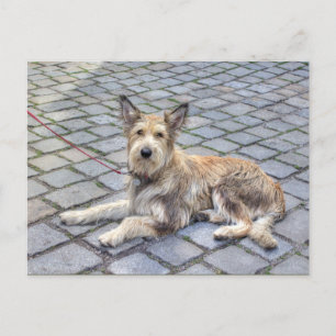 Berger de Picardie Postkarte