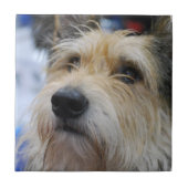 Berger Picard Fliese (Vorderseite)