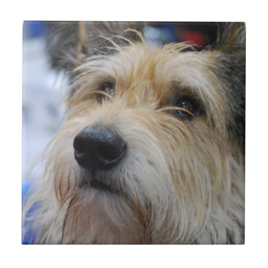 Berger Picard Fliese (Vorderseite)