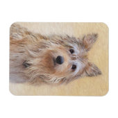 Berger Picard Malerei - Niedliche Original Hunde K Magnet (Horizontal)