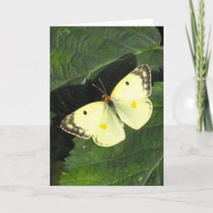 Berger's Clouded Yellow Butterfly Karte