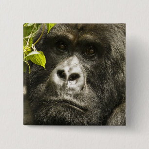 Berggorilla, Gorilla beringei beringei, Button