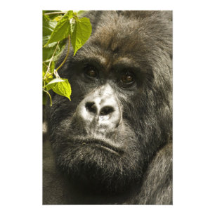 Berggorilla, Gorilla beringei beringei, Fotodruck