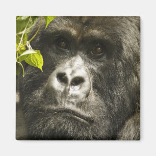 Berggorilla, Gorilla beringei beringei, Magnet