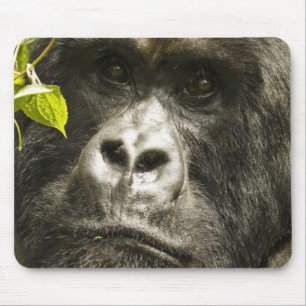 Berggorilla, Gorilla beringei beringei, Mousepad