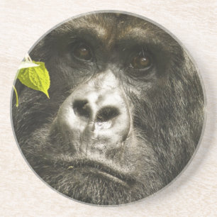 Berggorilla, Gorilla beringei beringei, Sandstein Untersetzer