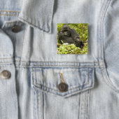 Berggorilla, Gorilla beringei (früher G. Button (Beispiel)