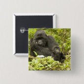Berggorilla, Gorilla beringei (früher G. Button (Vorne & Hinten)