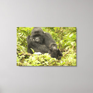 Berggorilla, Gorilla beringei (früher G. Leinwanddruck