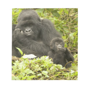 Berggorilla, Gorilla beringei (früher G. Notizblock