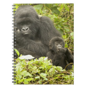 Berggorilla, Gorilla beringei (früher G. Notizblock