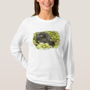 Berggorilla, Gorilla beringei (früher G. T-Shirt