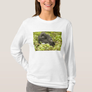 Berggorilla, Gorilla beringei (früher G. T-Shirt