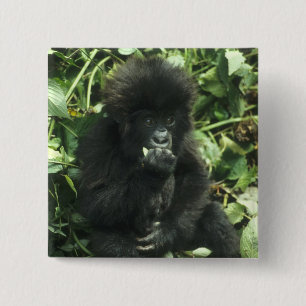 Berggorilla, (Gorilla gorilla beringei), Button