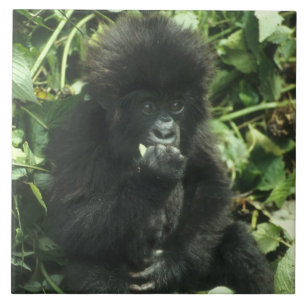 Berggorilla, (Gorilla gorilla beringei), Fliese