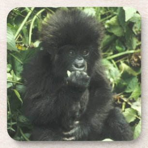 Berggorilla, (Gorilla gorilla beringei), Getränkeuntersetzer