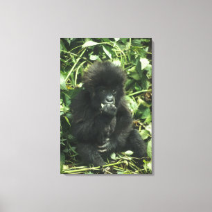 Berggorilla, (Gorilla gorilla beringei), Leinwanddruck