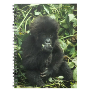 Berggorilla, (Gorilla gorilla beringei), Notizblock