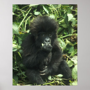 Berggorilla, (Gorilla gorilla beringei), Poster