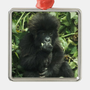 Berggorilla, (Gorilla gorilla beringei), Silbernes Ornament