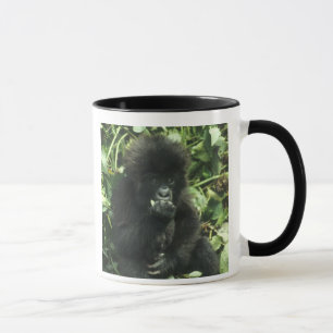 Berggorilla, (Gorilla gorilla beringei), Tasse