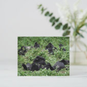 Berggorilla-Gruppe Postkarte (Stehend Vorderseite)